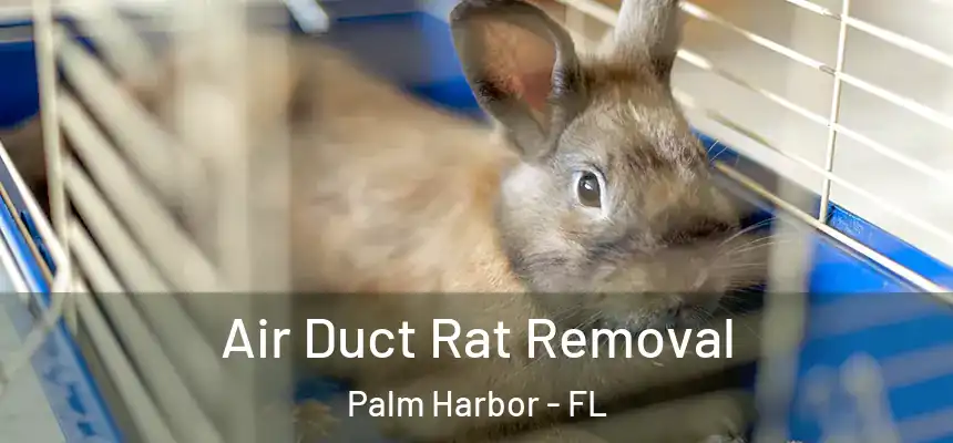  Air Duct Rat Removal Palm Harbor - FL