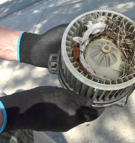 About Air Duct Mice Removal in Palm Harbor, FL